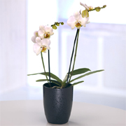 Orchid Plant - Choose Colour!