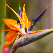 Strelitzia Arrangement