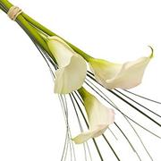 Tied White Calla Lily