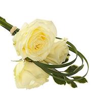 Tied White Rose 