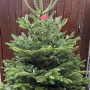 Christmas Tree Nordmann Fir 