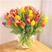 Large Mix of 50 Tulips